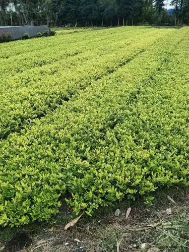 半岛bandao体育:珠海智能化轨道物流传输系统 半岛bandao体育:珠海智能化轨道物流传输系统